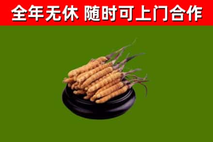 井冈山市烟酒回收冬虫夏草.jpg